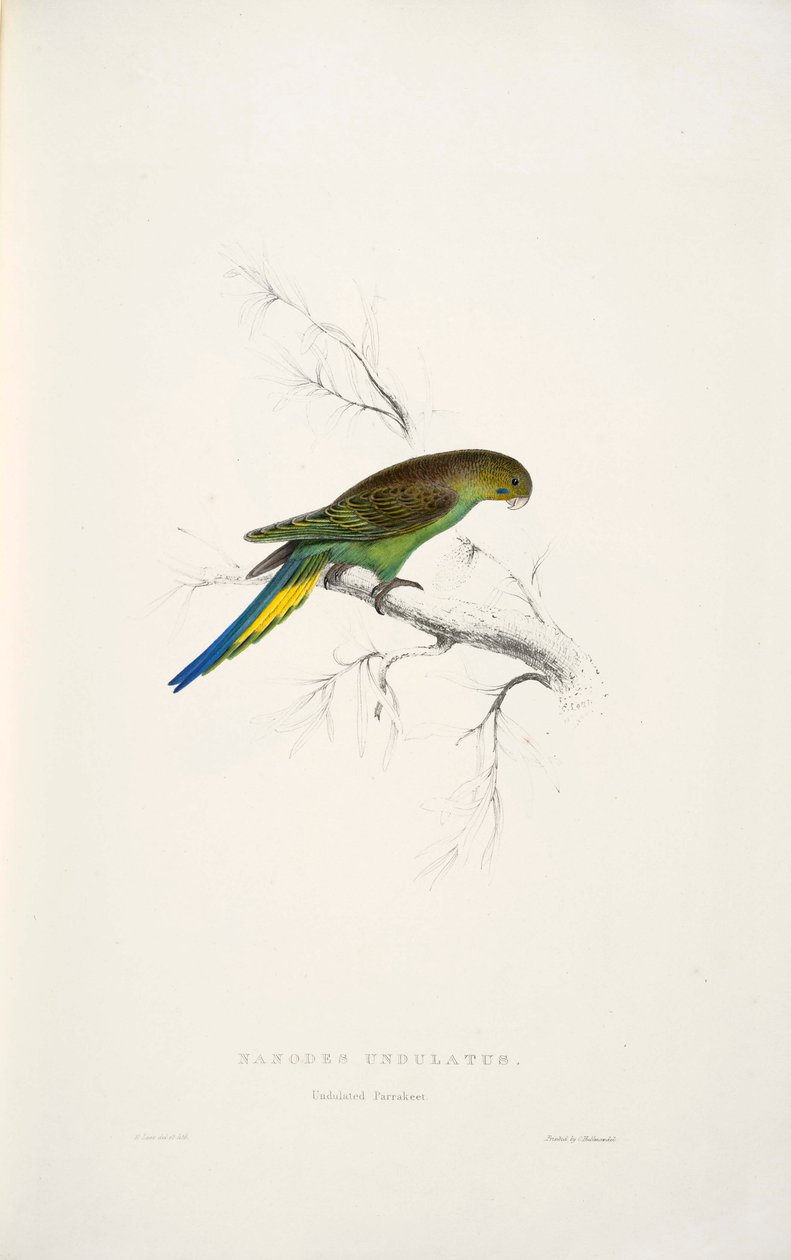 Melopsittacus undulatus von Edward Lear