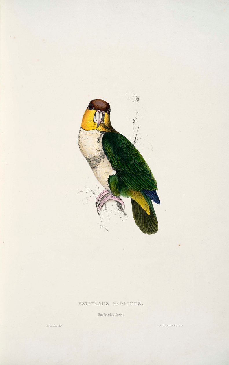 Pionites leucogaster von Edward Lear