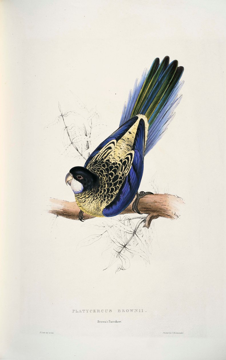 Platycercus venustus von Edward Lear