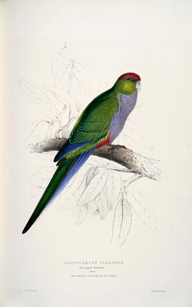 Purpureicephalus spurius von Edward Lear