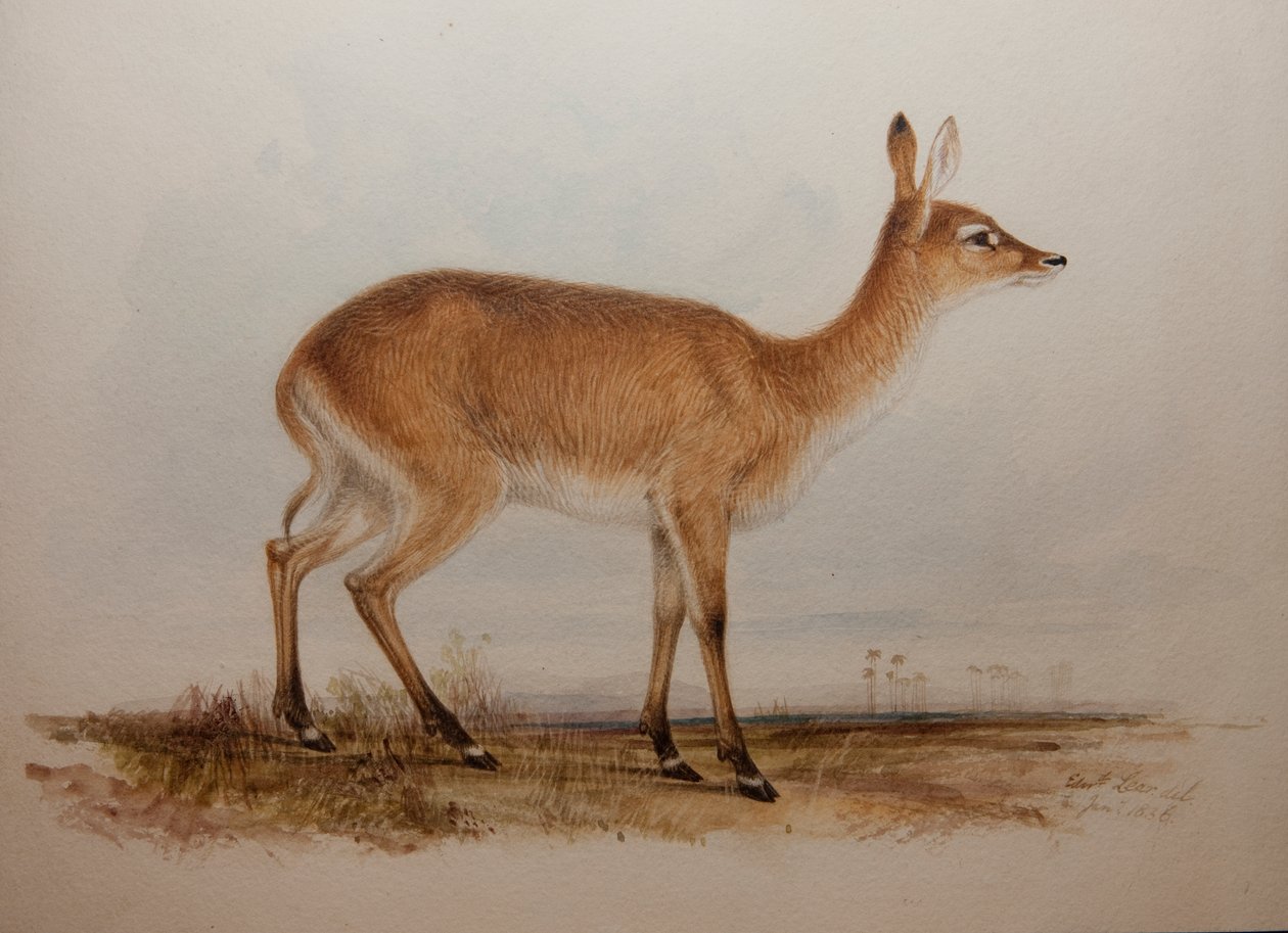 Roter Lechwe, 1836 von Edward Lear