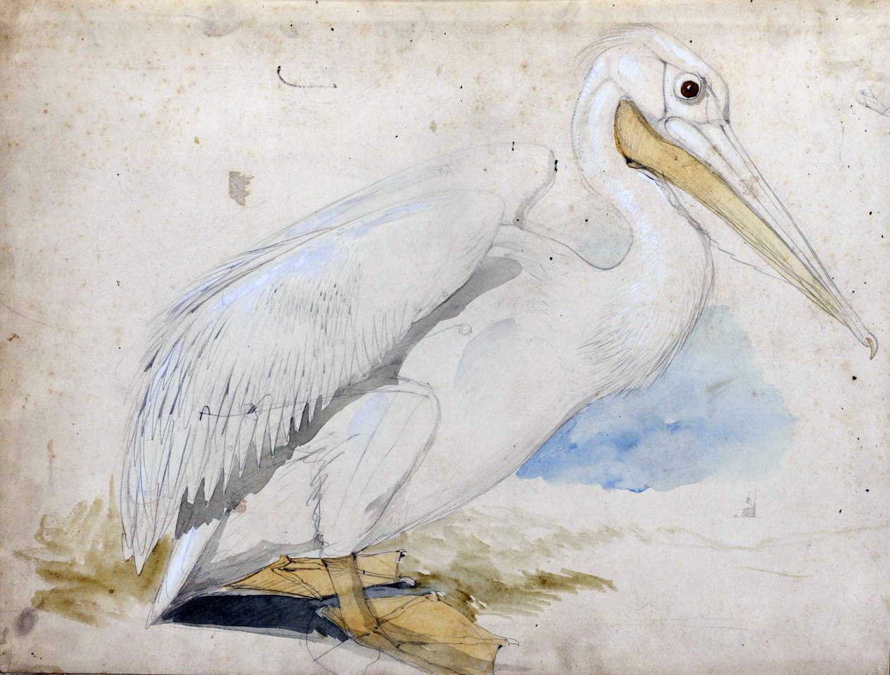Pelikan von Edward Lear