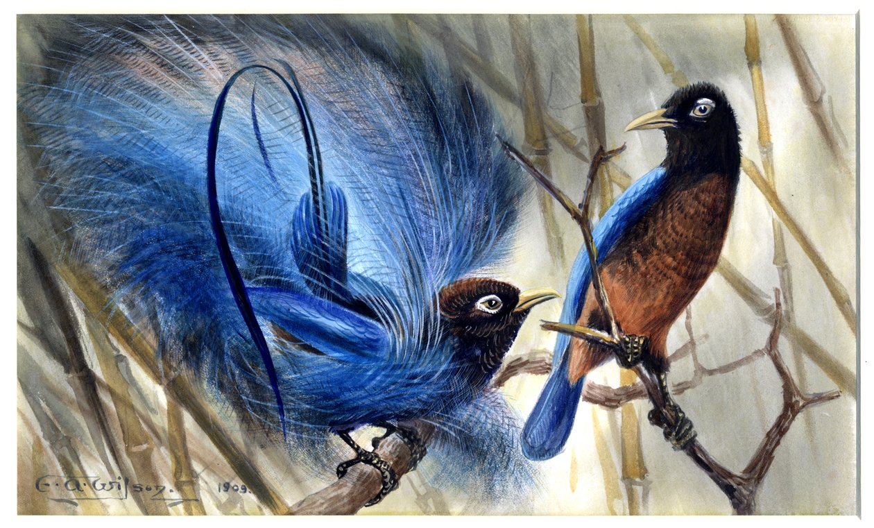 Blauer Paradiesvogel von Edward Adrian Wilson