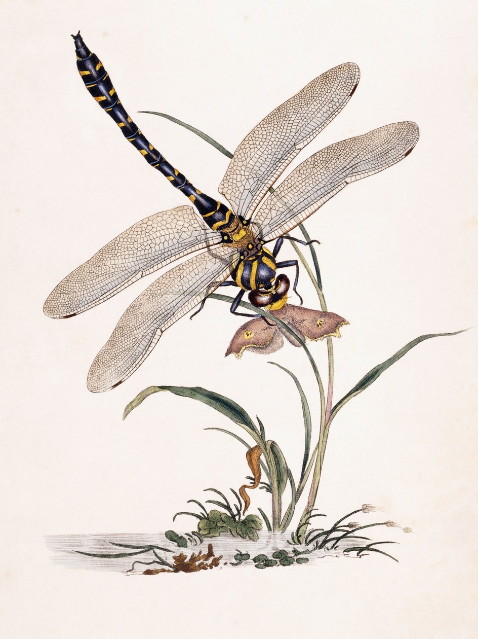 Boltons Libelle von Edward Donovan