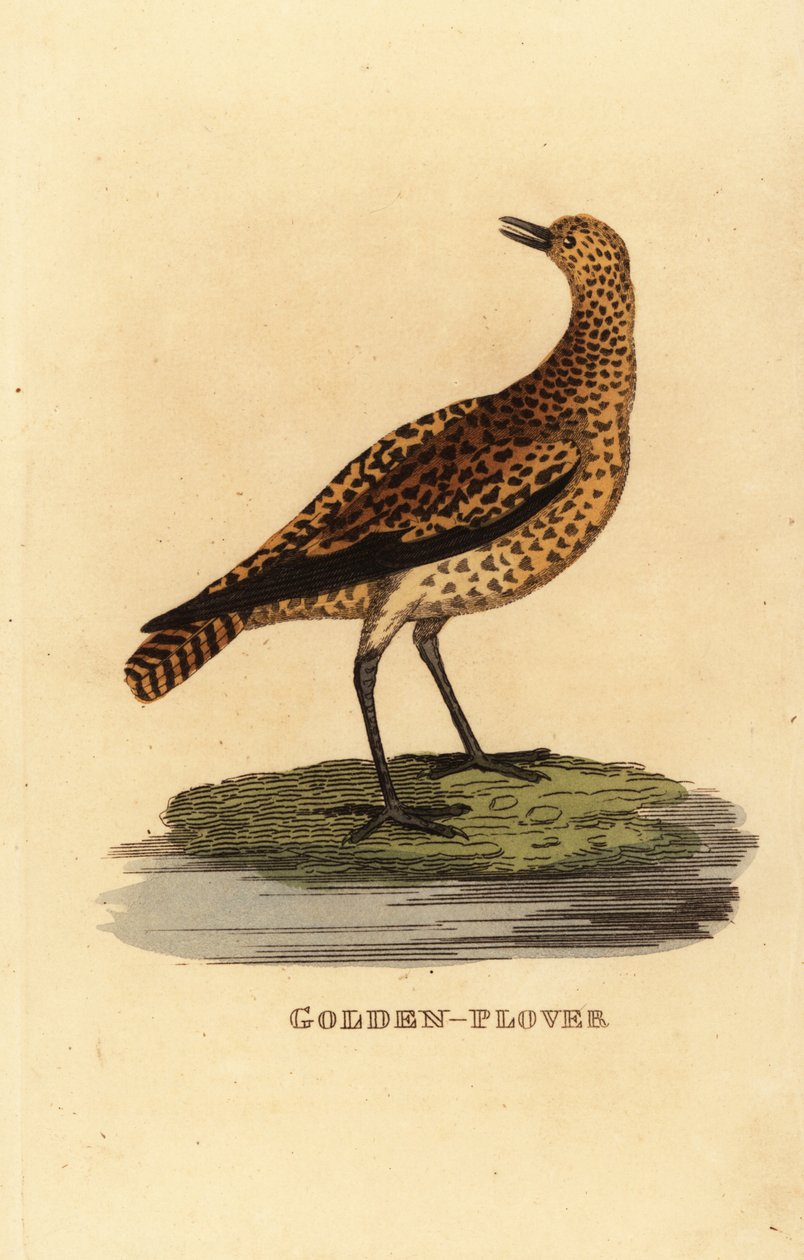 Goldregenpfeifer, Pluvialis apricaria von Edward Donovan