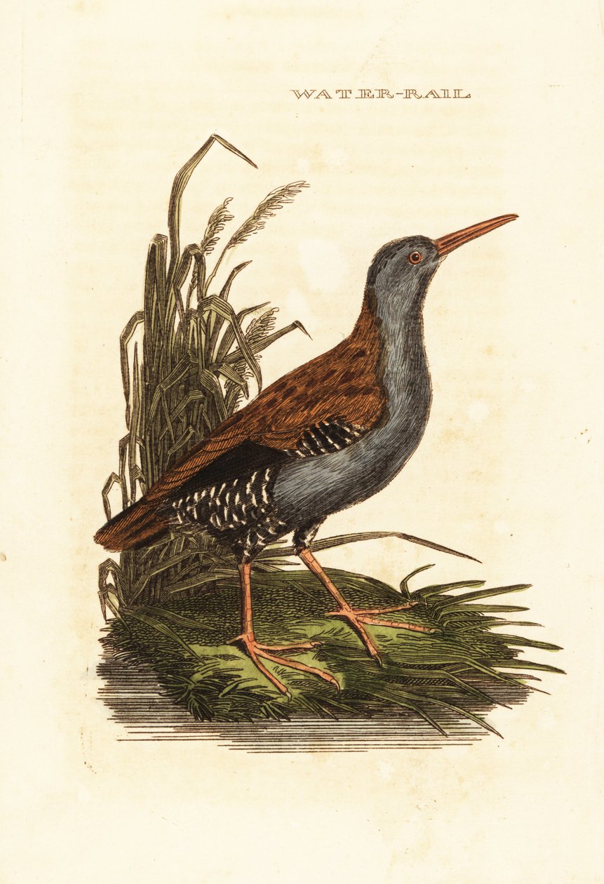 Wasserralle, Rallus aquaticus von Edward Donovan