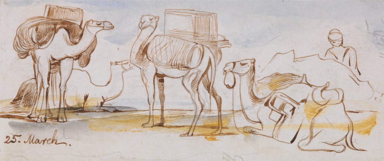 Kamele von Edward Lear