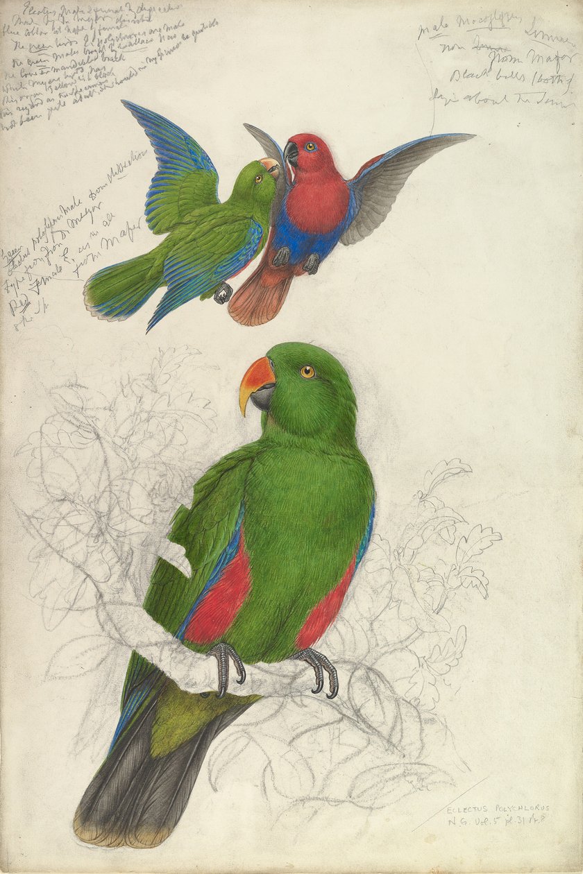 Eclectus Roratus Polychloros von Edward Lear