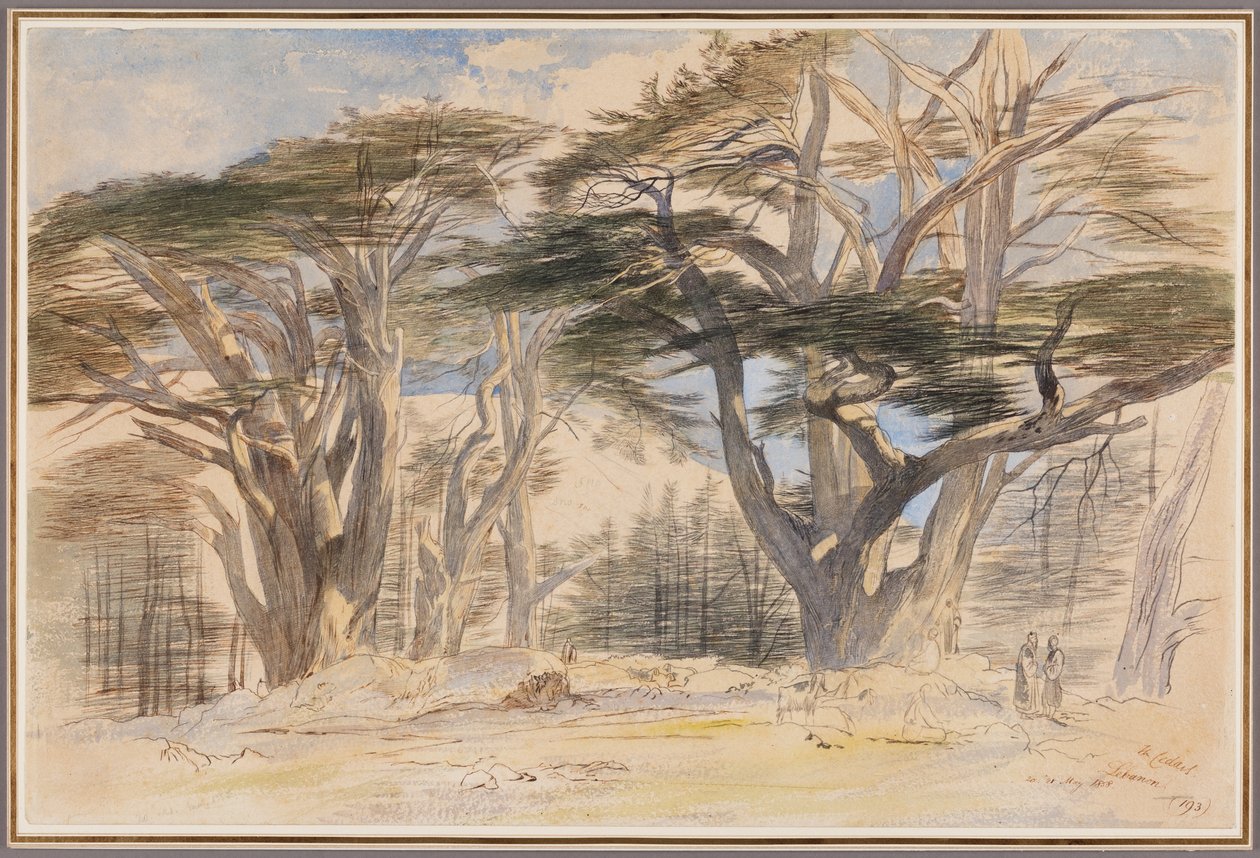 Die Zedern des Libanon von Edward Lear