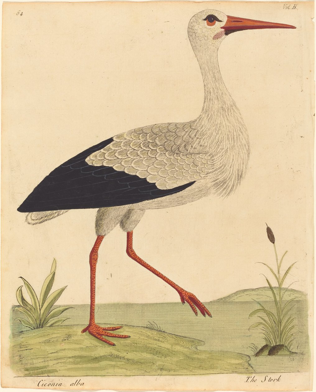Der Storch (Ciconia Alba) von Eleazar Albin