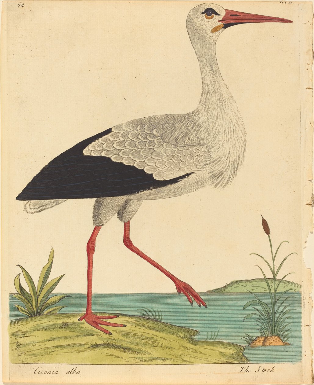 Der Storch Ciconia Alba, veröffentlicht 1731-1738 von Eleazar Albin