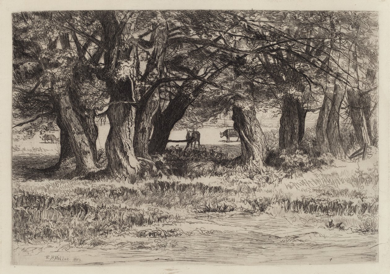 Eine Gruppe von Weiden von Eleazer Hutchinson Miller