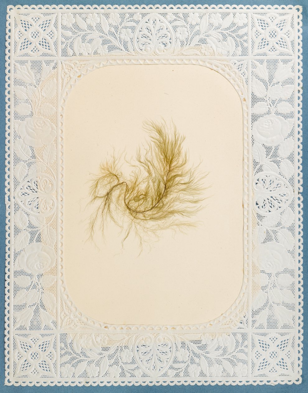 Algen von Eliza A. Jordson