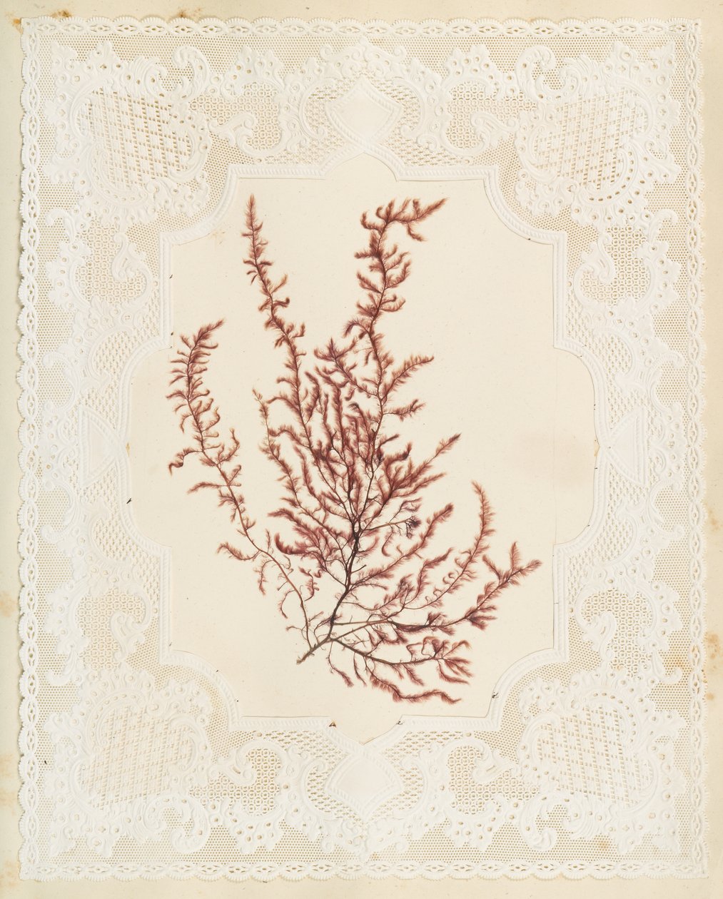Seetang von Eliza A. Jordson