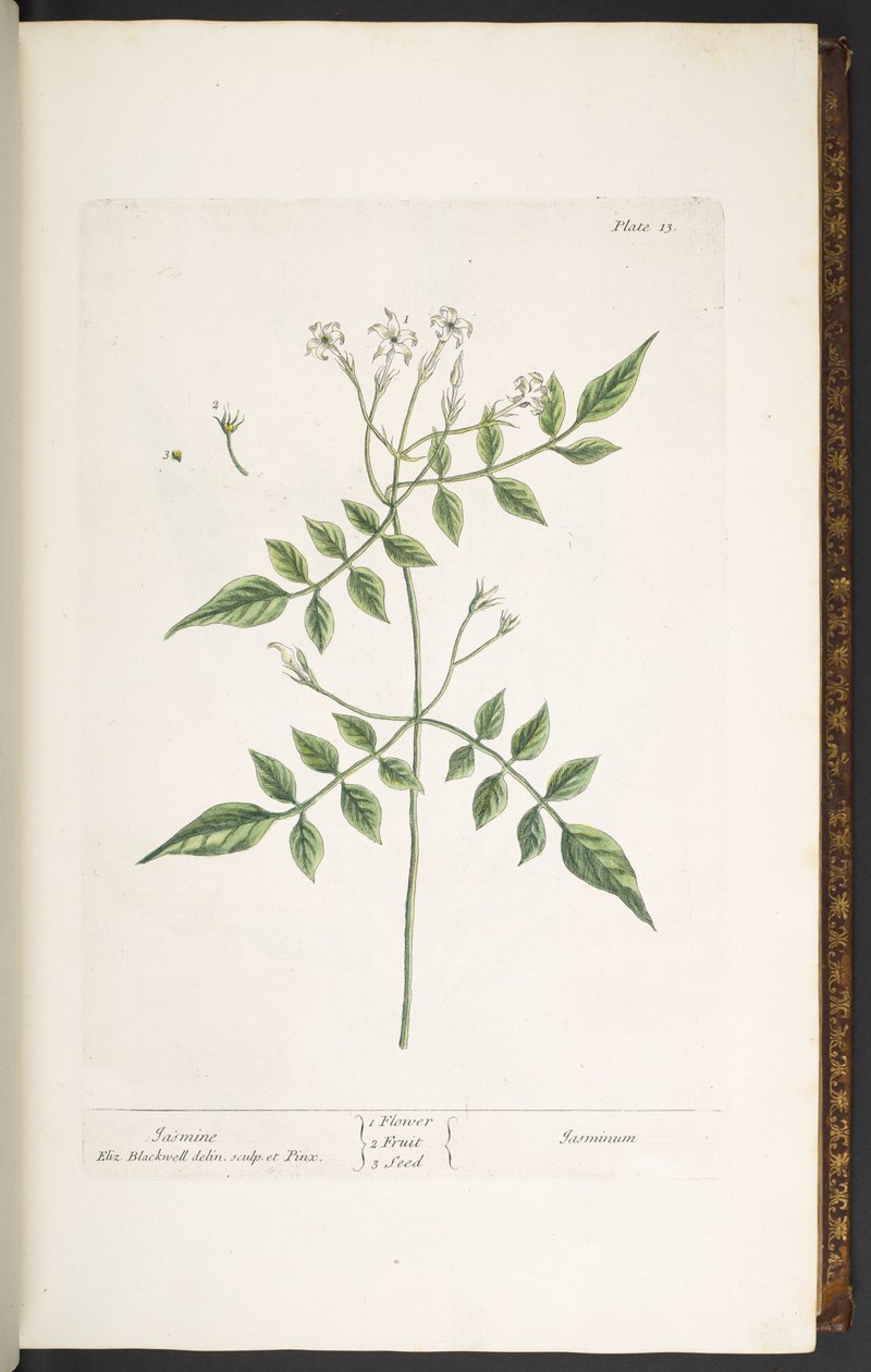 Tafel 13, Jasmin, aus 