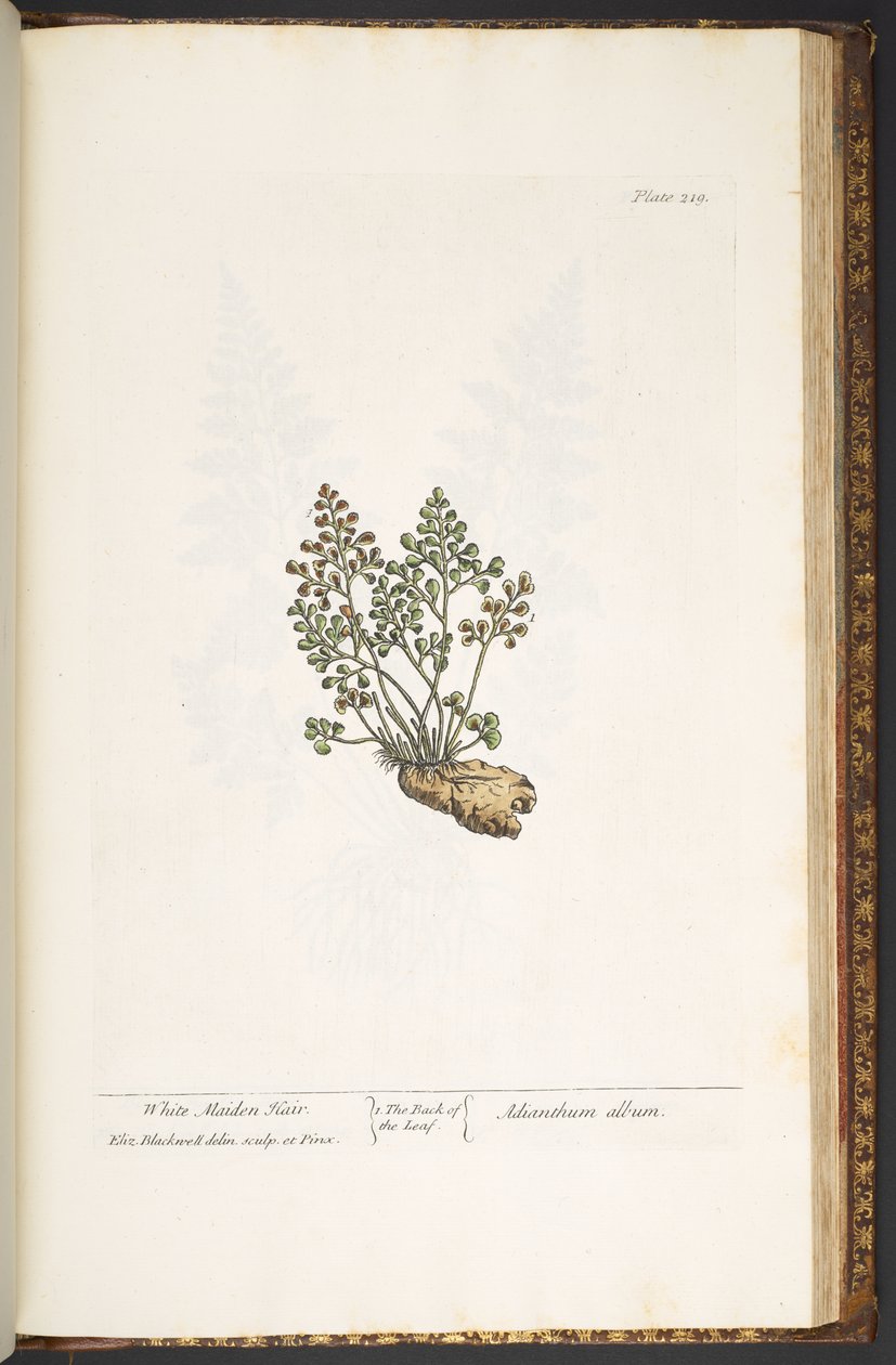 Tafel 219, aus 