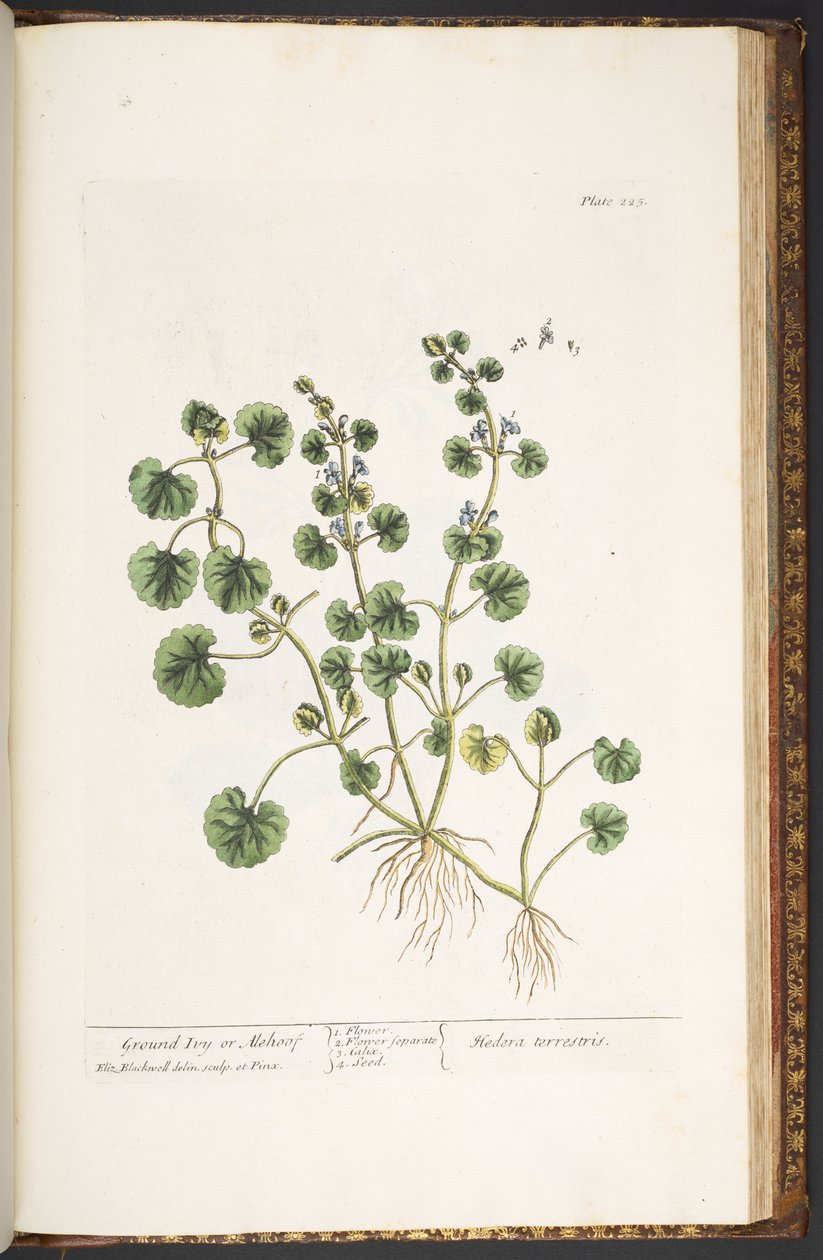 Tafel 225, aus 