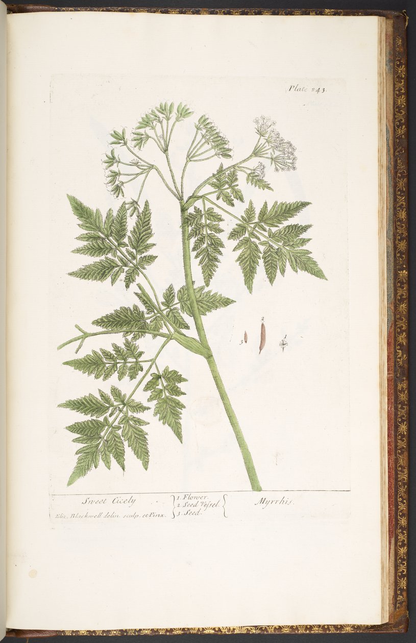 Tafel 243, aus 