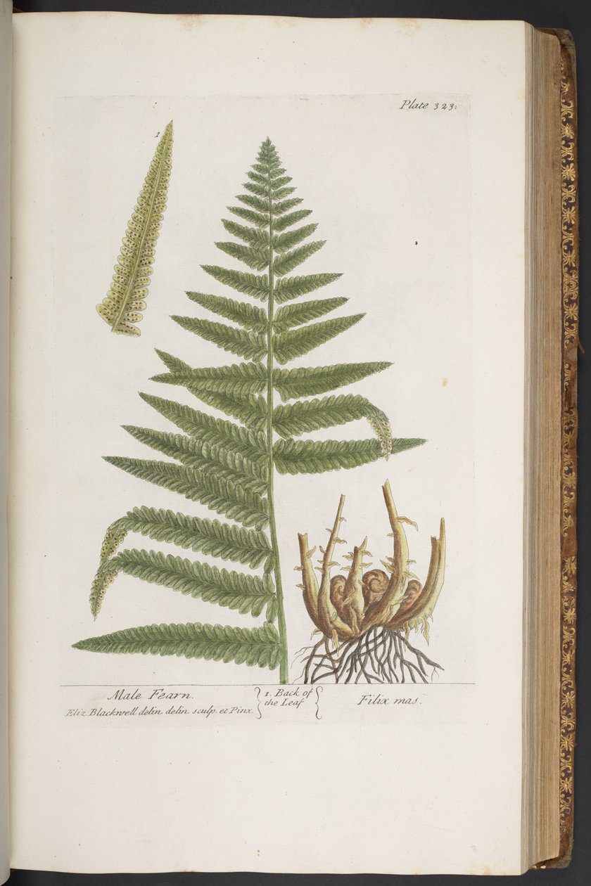 Tafel 323, aus 