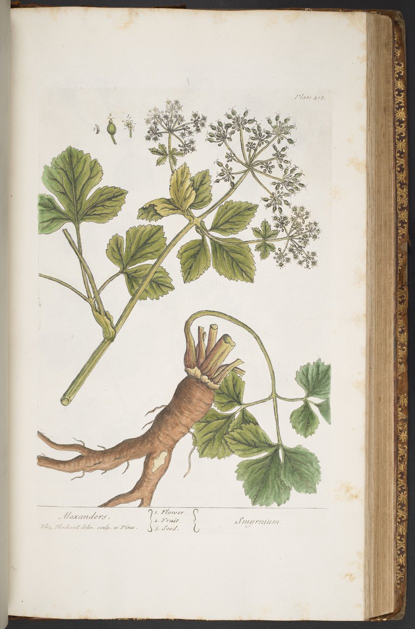 Tafel 408, Alexanders, aus 
