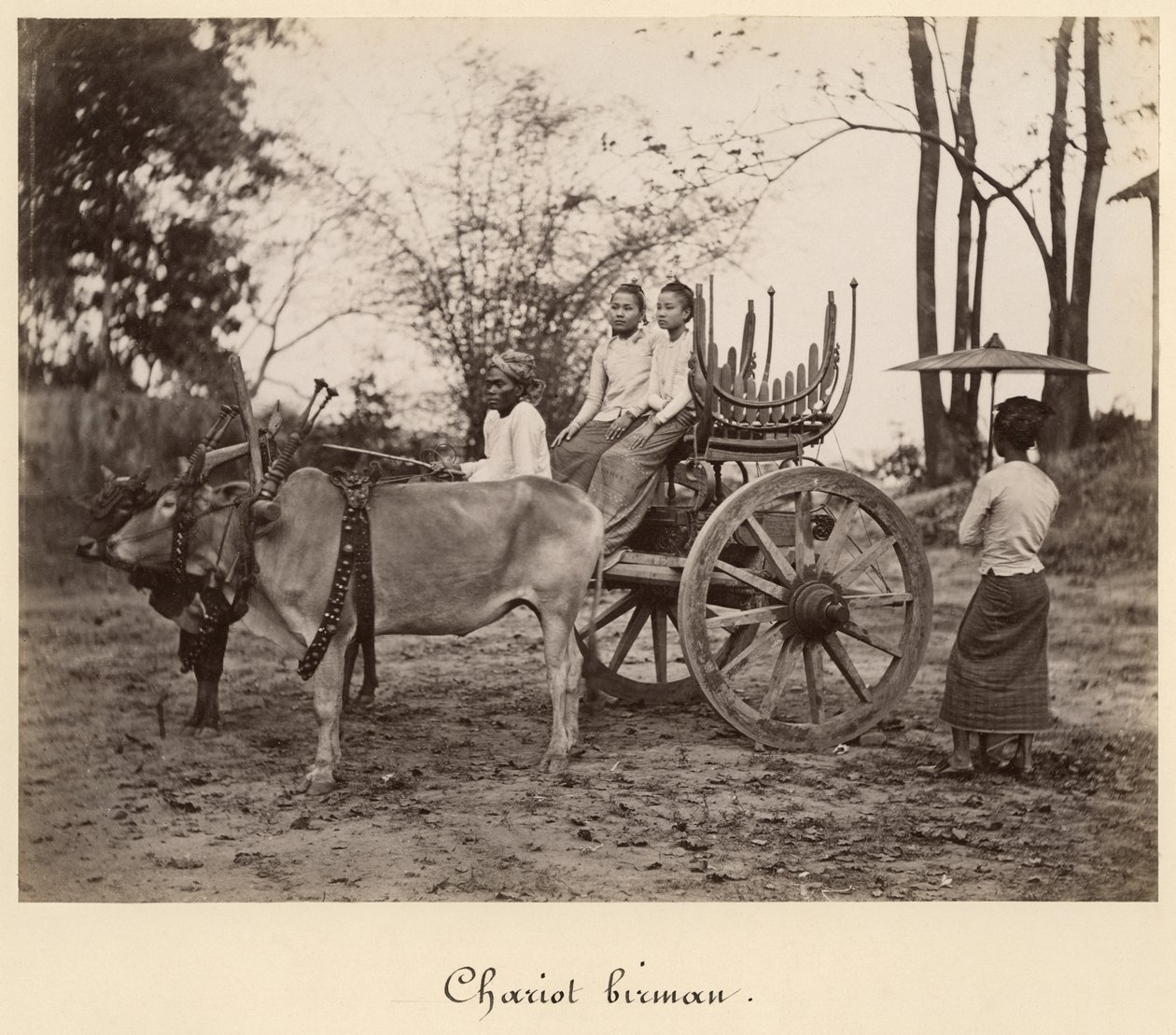 Karren, gezogen von zwei Ochsen in Mandalay, Burma, ca. 1885 von English Photographer