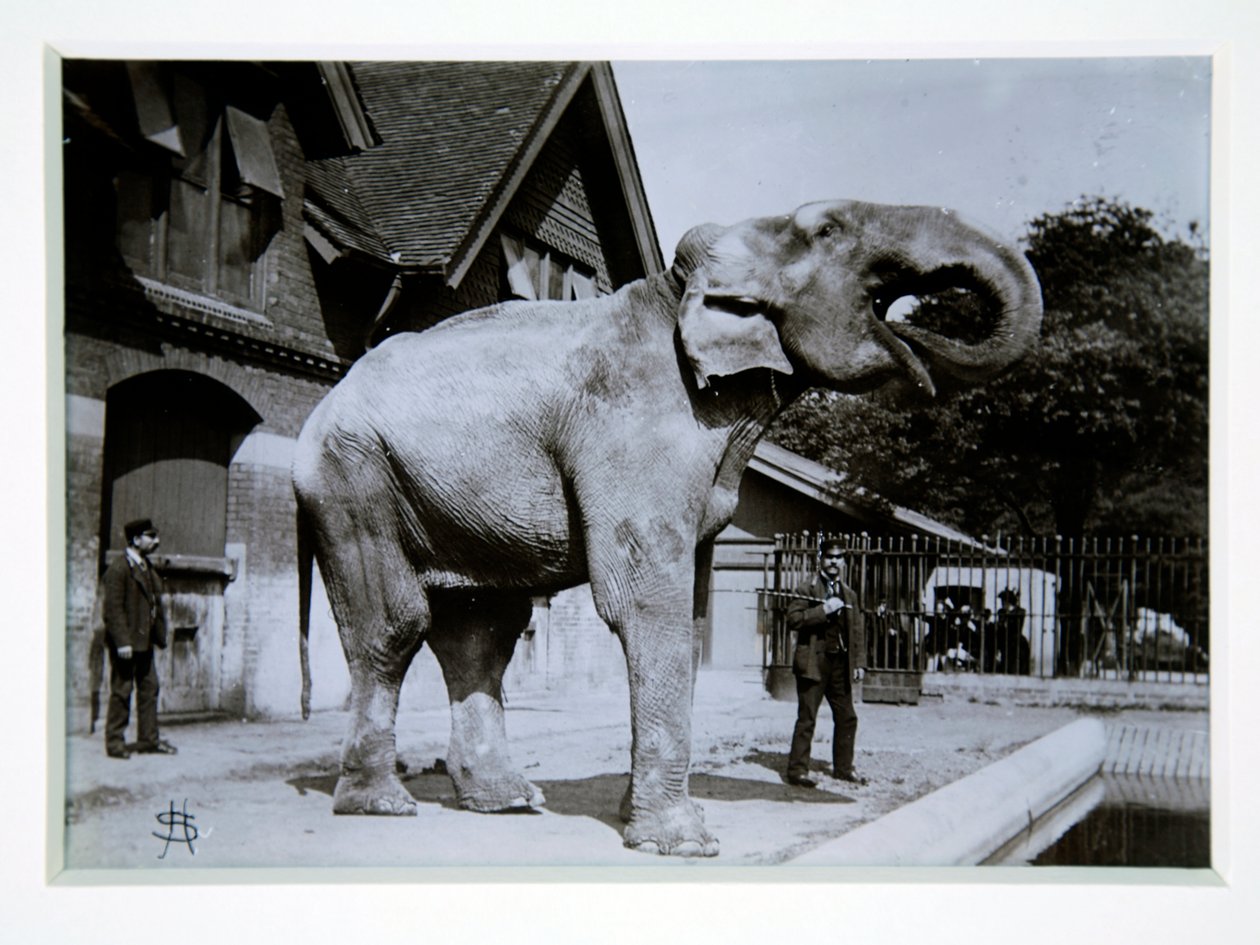 Jumbo der Elefant im Londoner Zoo, 1870er Jahre von English Photographer