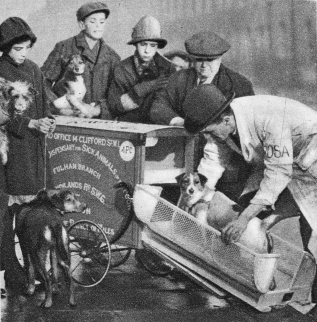 Der Tierarzt von der Fulham-Filiale der Volksapotheke für kranke Tiere, aus Wunderbares London, veröffentlicht 1926-27 von English Photographer