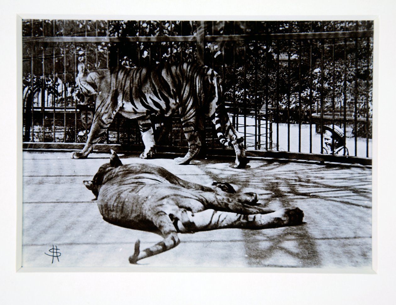 Tiger im Londoner Zoo, 1870er Jahre von English Photographer