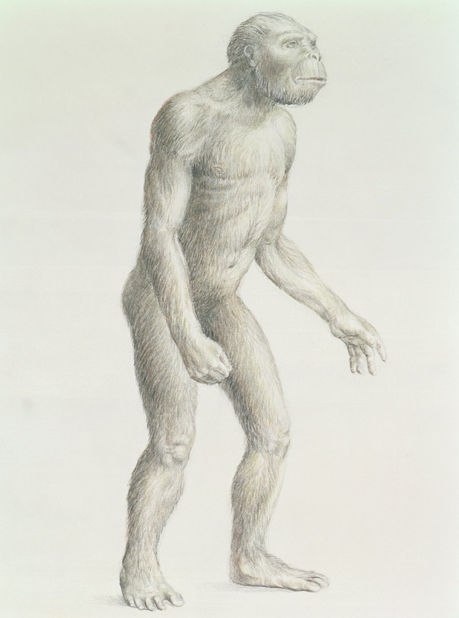 Australopithecus boisei von English School