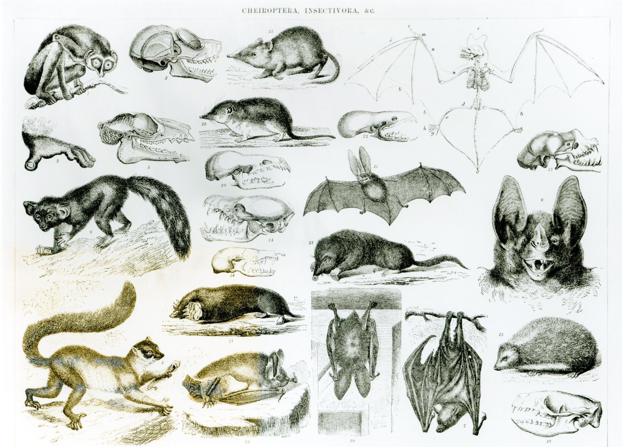 Fledermäuse, Insektenfresser von English School
