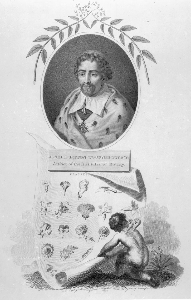 Joseph Pitton de Tournefort von English School