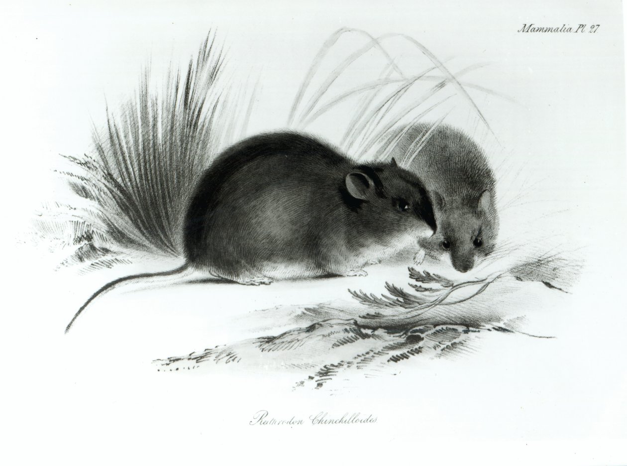 Maus, Tierra del Fuego, Südamerika von English School