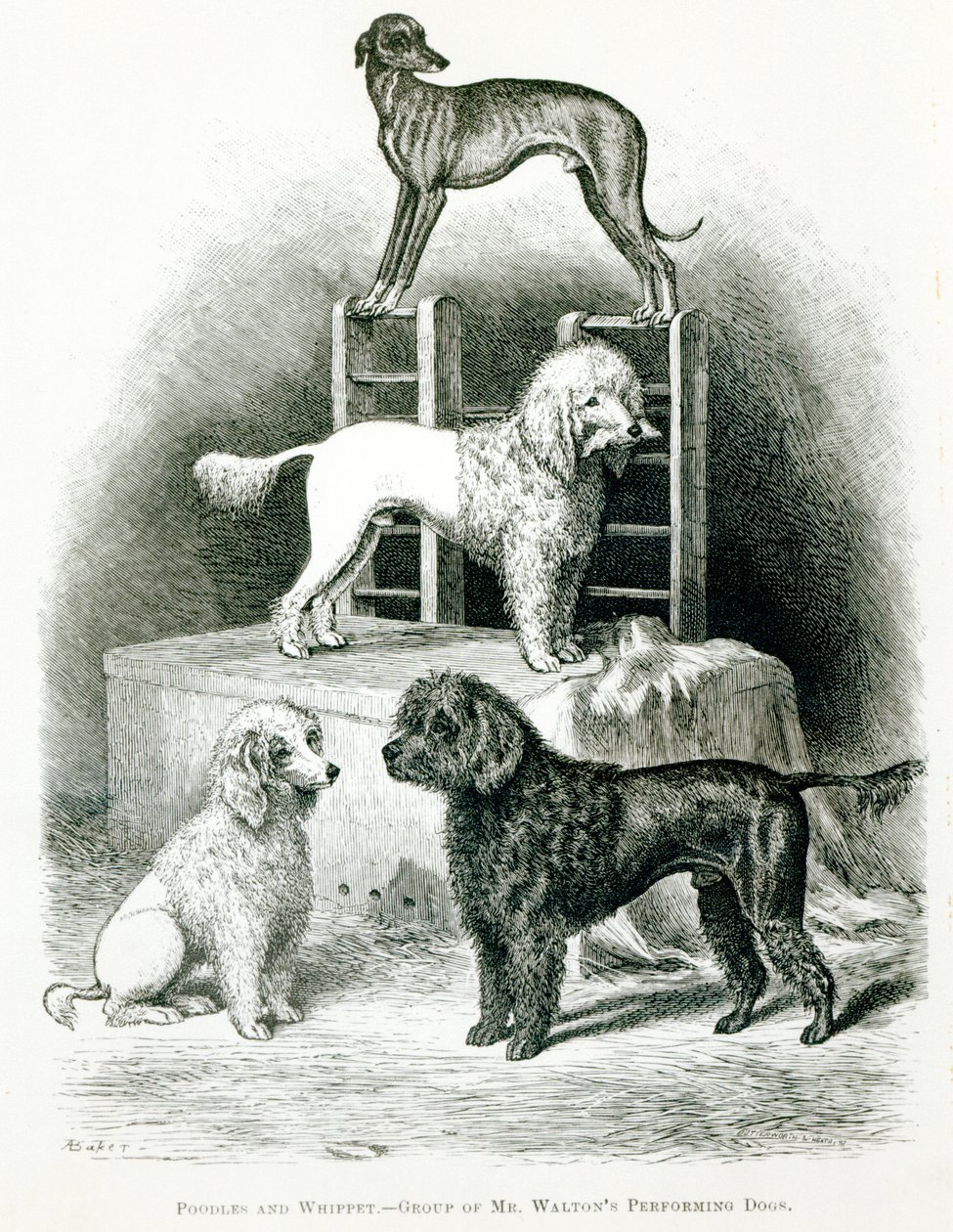 Pudel und Windhund - Gruppe von Mr. Waltons Kunsthunden von English School