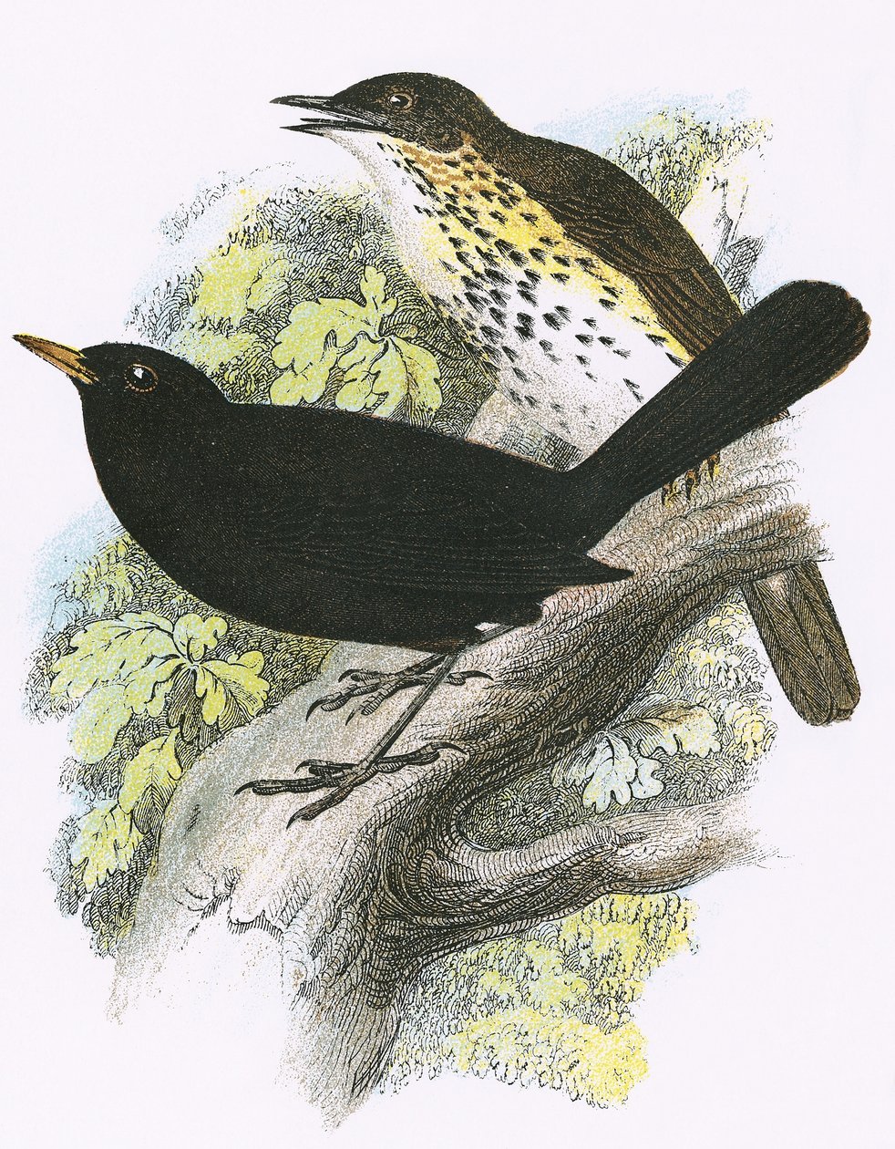 Singdrossel (oben) und Amsel (unten) von English School