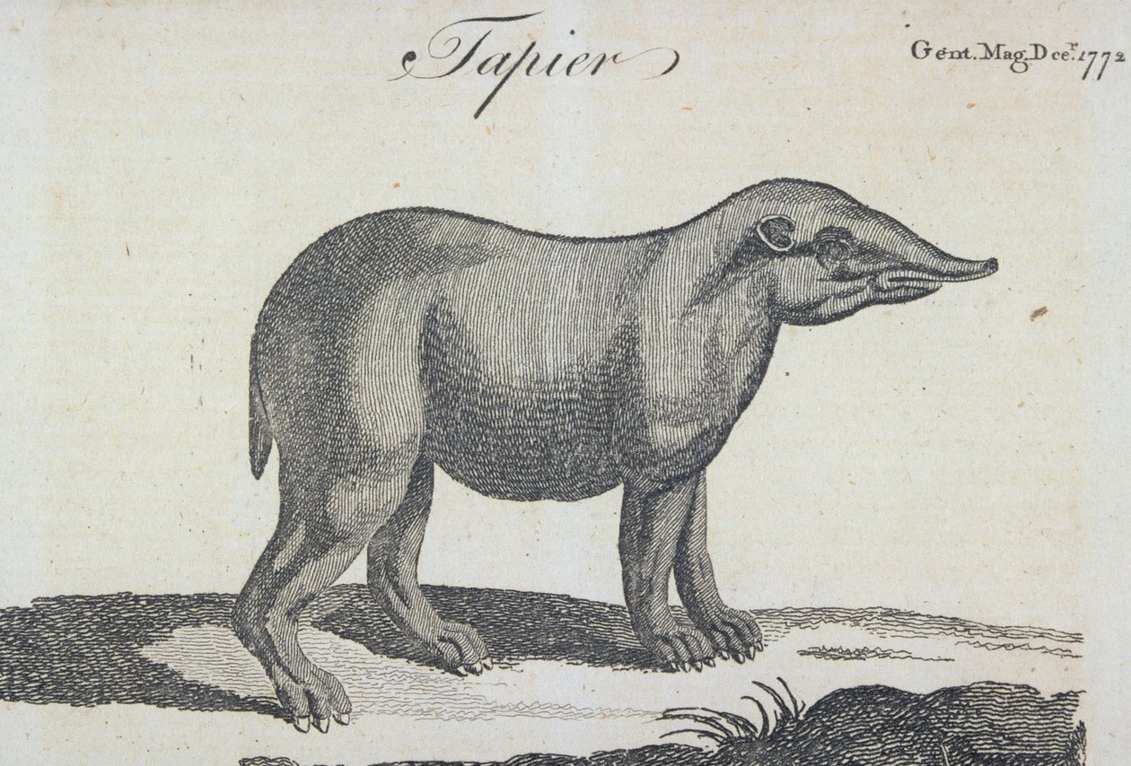 Tapir, aus 