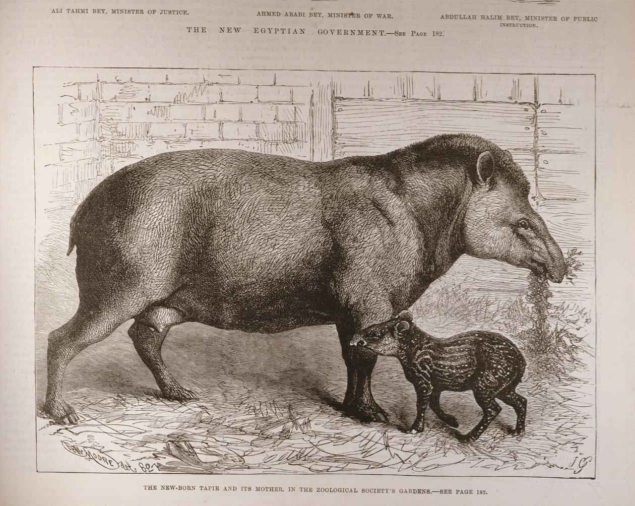 Das neugeborene Tapir und seine Mutter, im Garten der Zoologischen Gesellschaft, aus 
