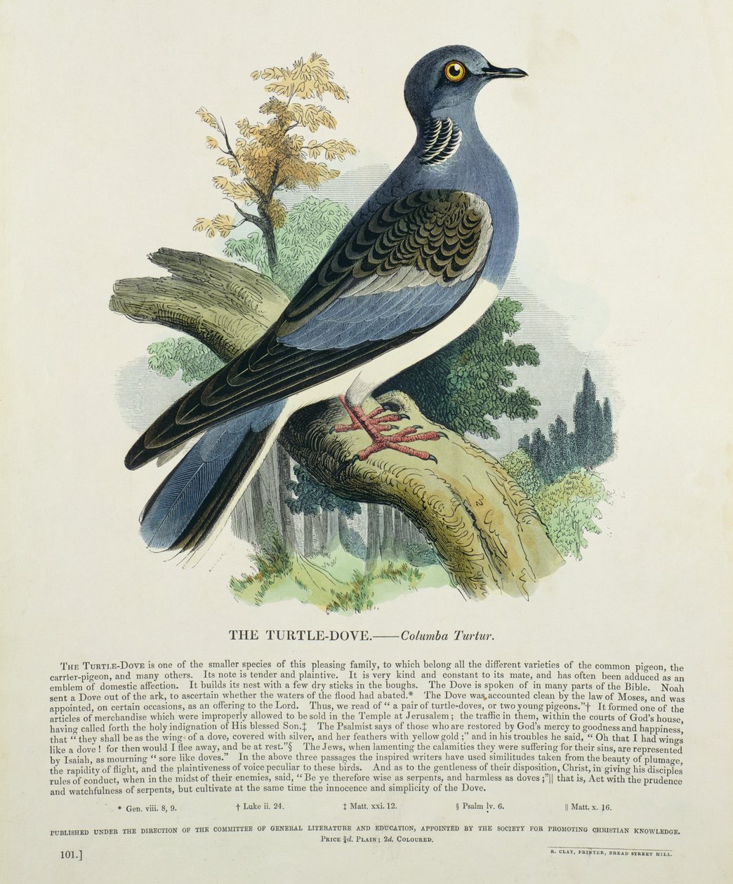 Turteltaube (Columba Turur) von English School