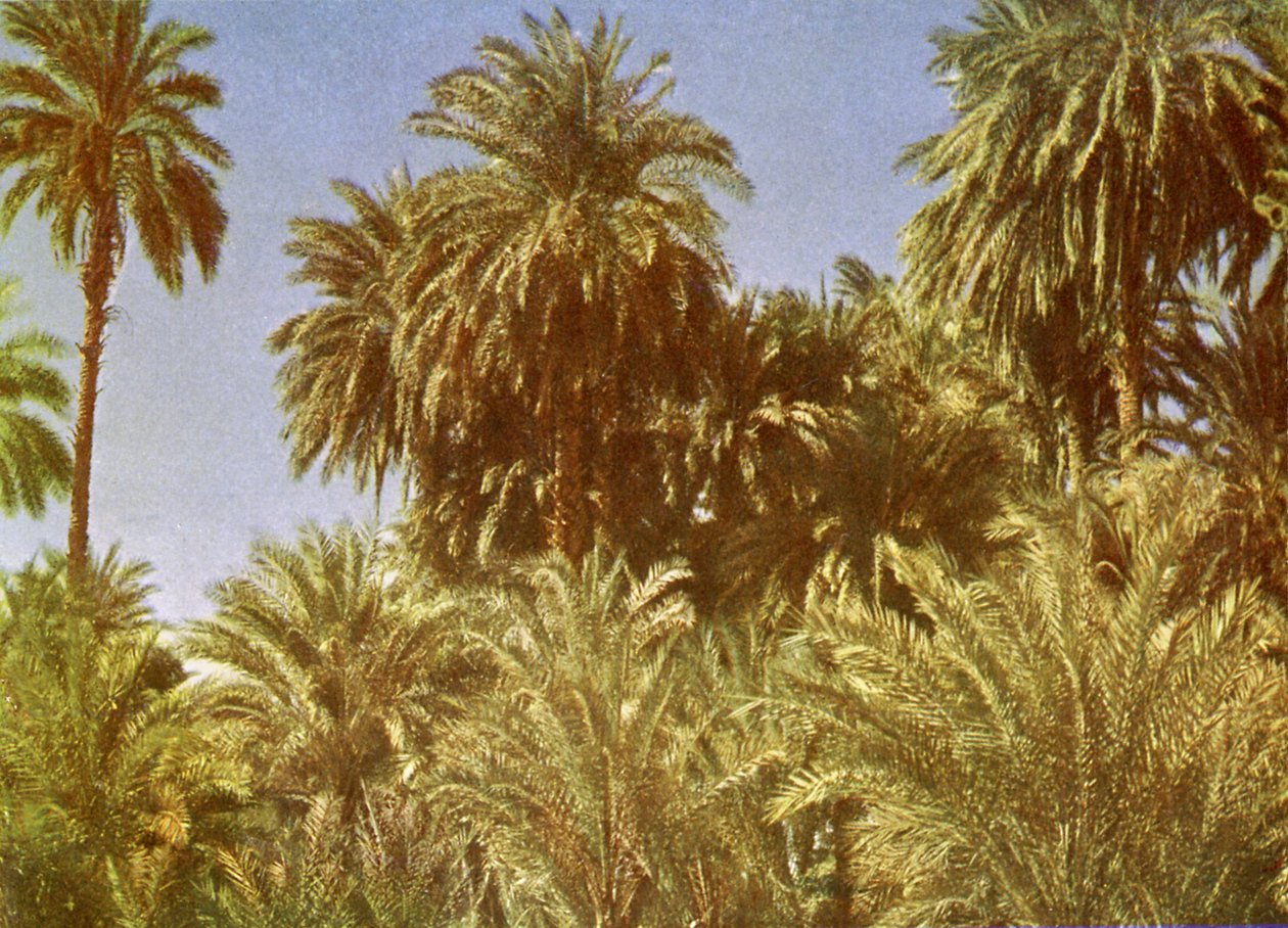 Dattelpalmen auf der Insel Elephantine, Ägypten von English Photographer