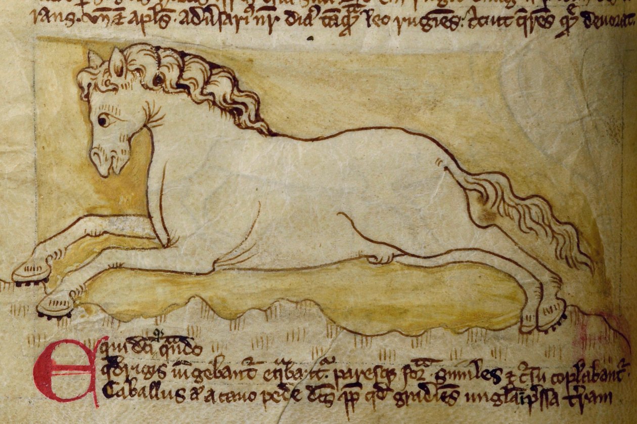 Pferd, aus Bestiarium von English School