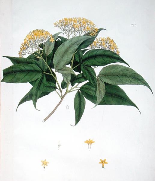 Jasminum Heterophyllum von English School