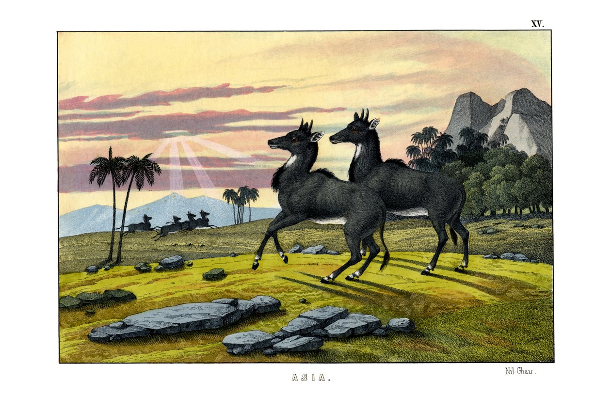 Nilgau von English School