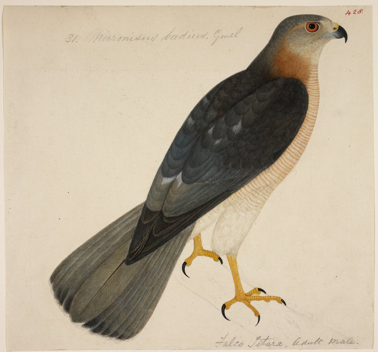 Shikra, oder 