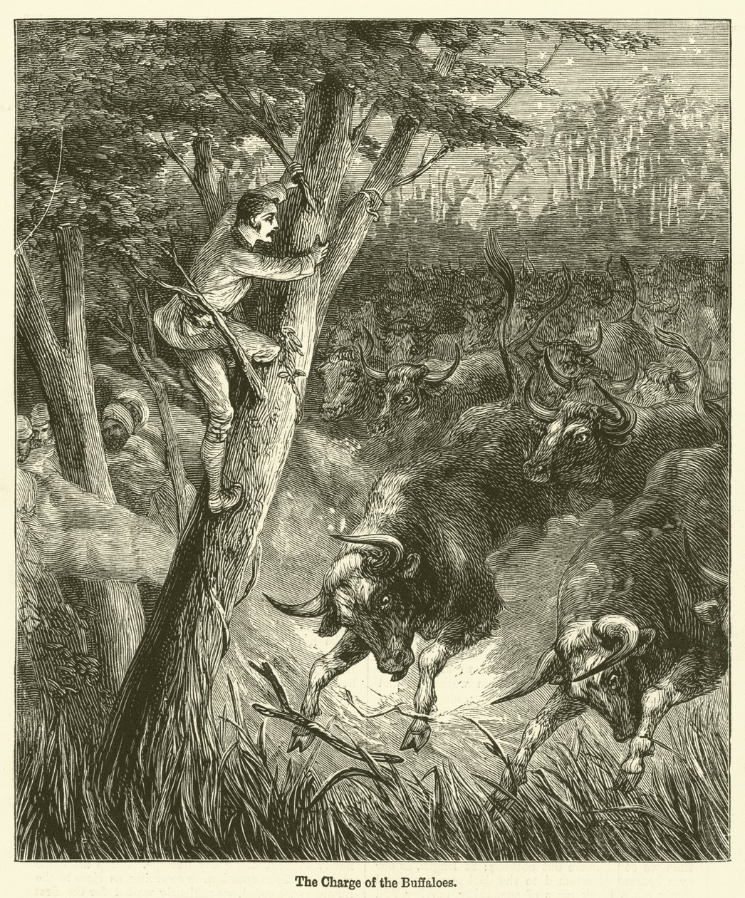 Der Angriff der Büffel (Gravur) von English School