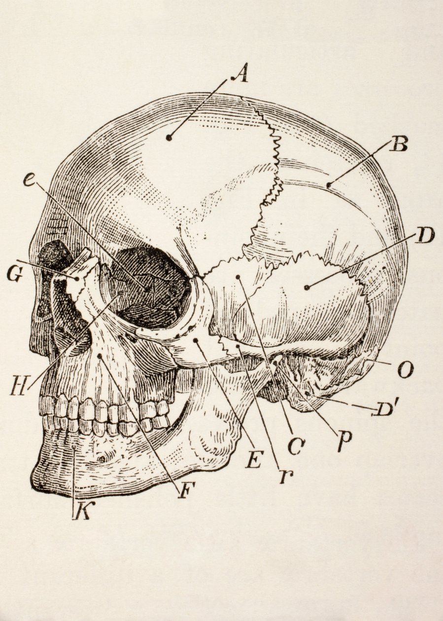 Der menschliche Schädel, um 1890 von English School