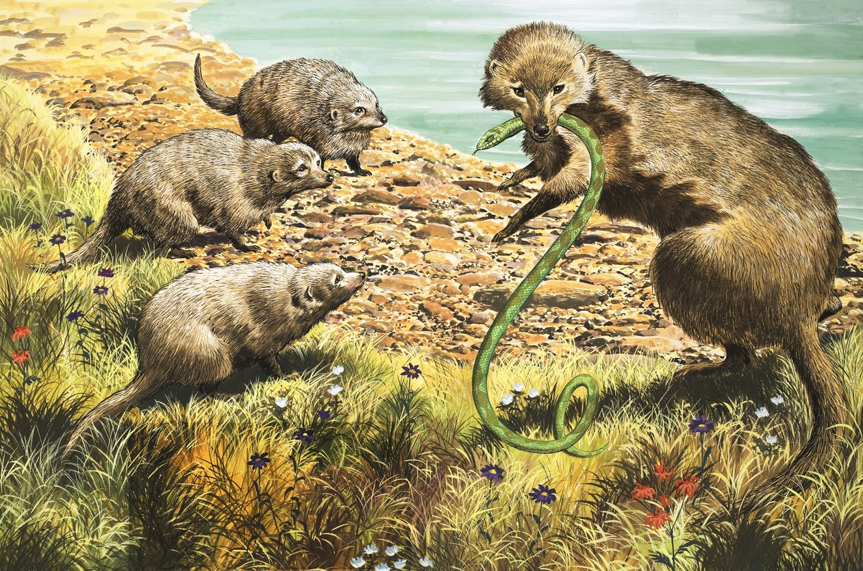 Der Schlangenfänger, Illustration aus 