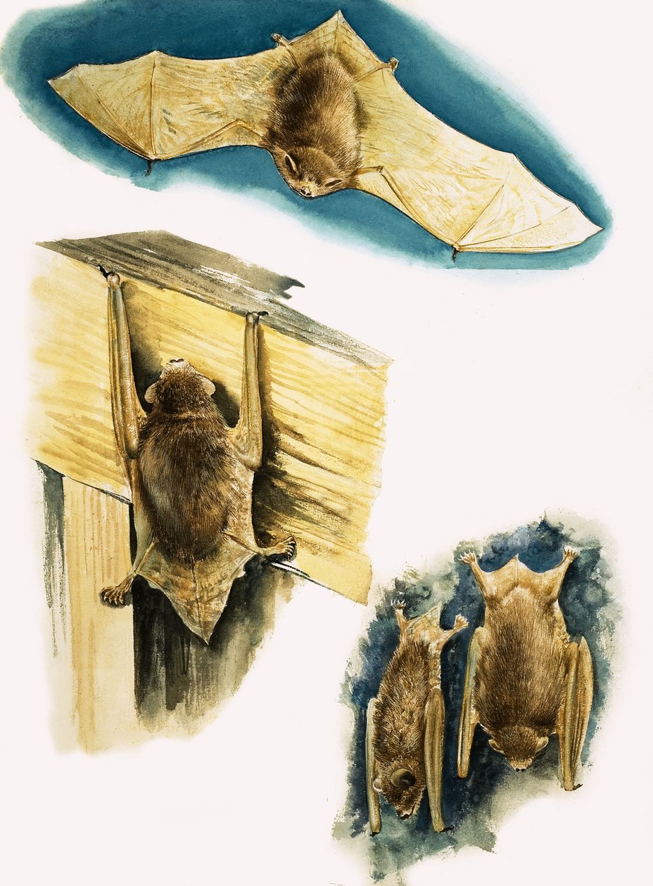 Fledermäuse von Eric Tansley