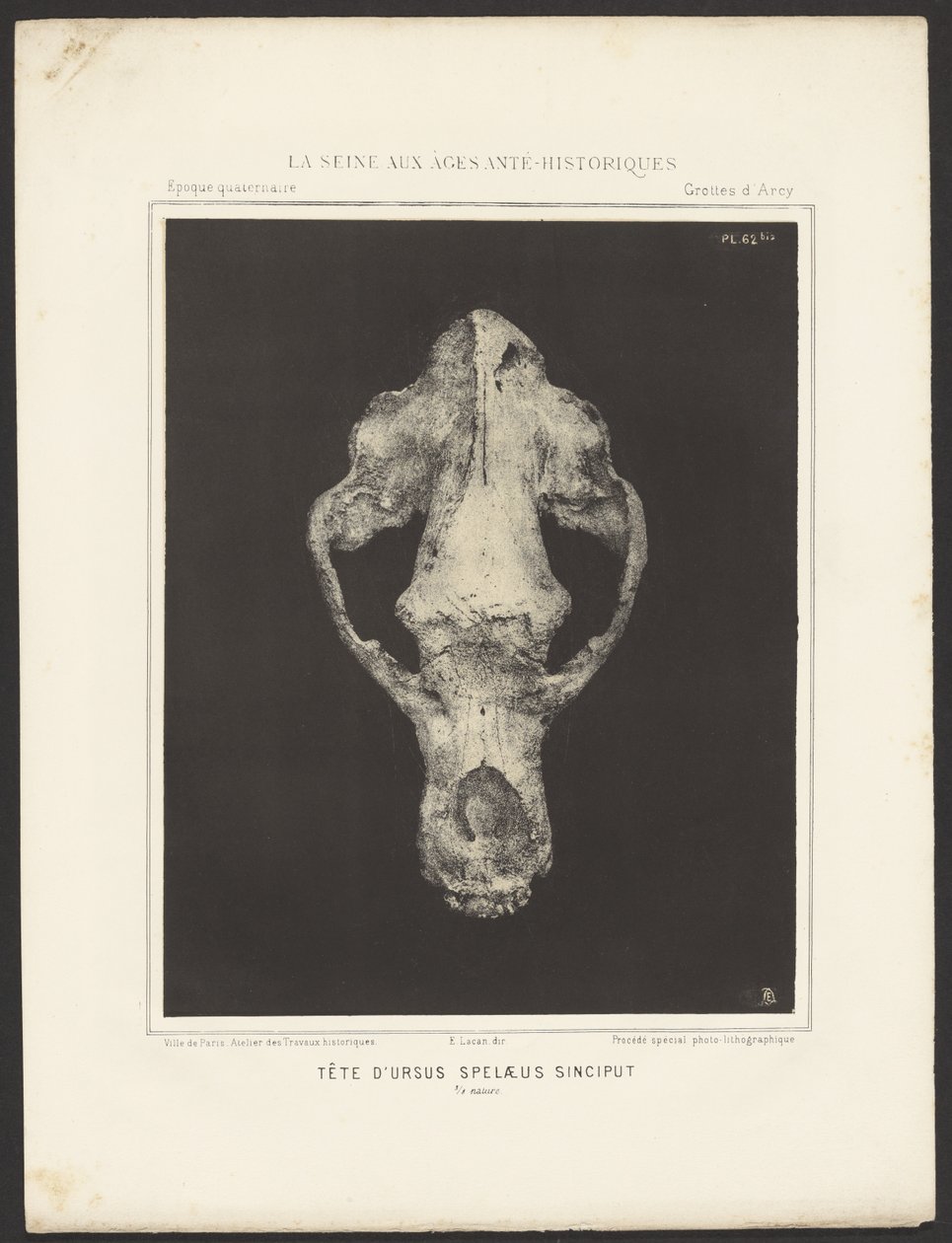 Kopf des Ursus spelaeus Sinciput von Ernest Lacan