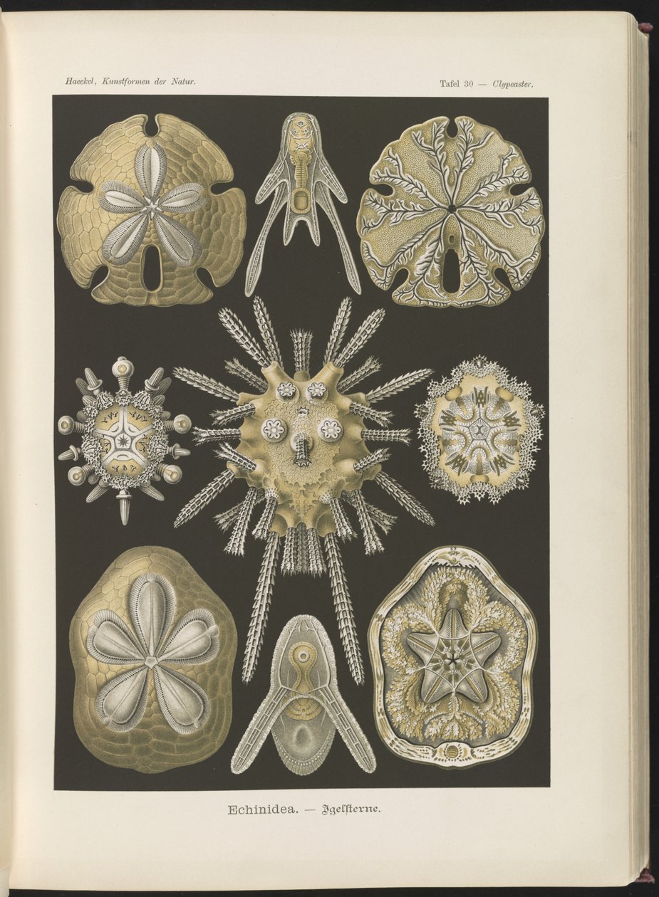 Echinidea: Seeigel und Sanddollars von Ernst Haeckel