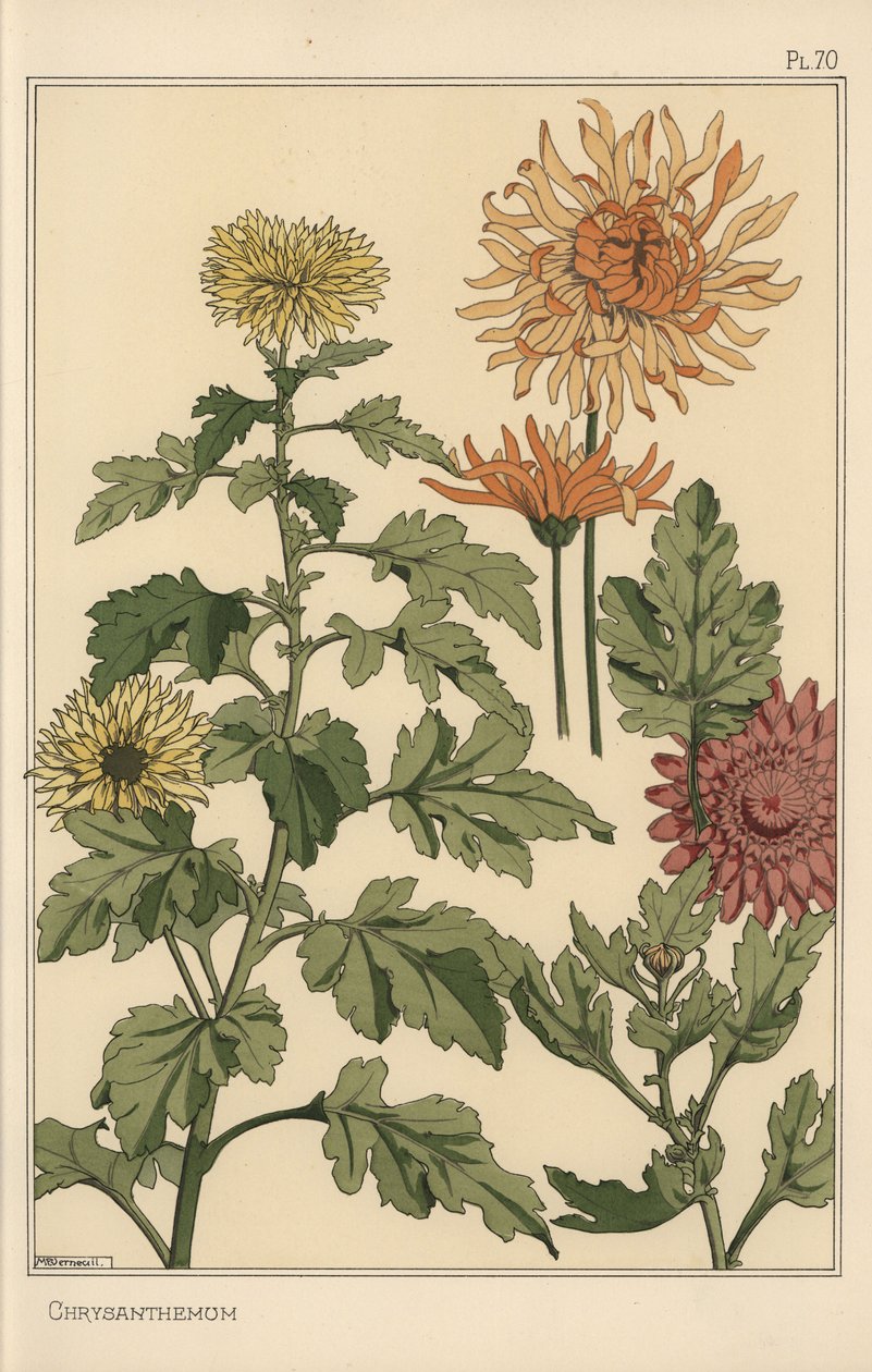 Chrysantheme botanische Studie von Eugene Grasset