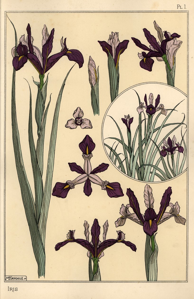 Iris Pflanze und Blütenteile, mit Einsatz von Eugene Grasset